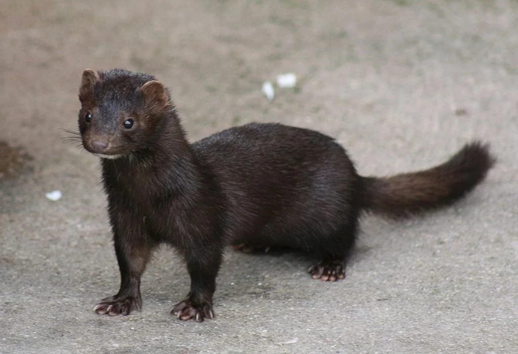 Natural History of Franklin County--Furbearers