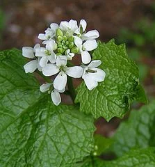 Garlic mustard. Photo by Sannse.