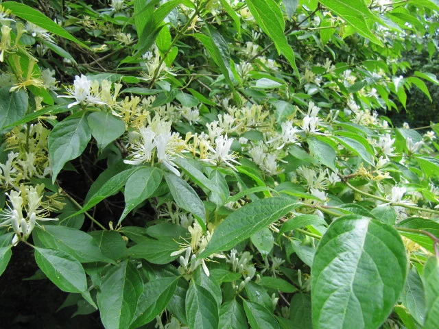 Bush honeysuckle. Photo by Leonora Enking.