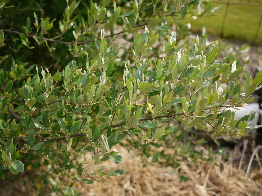 Autumn olive. Photo by F. D. Richards.