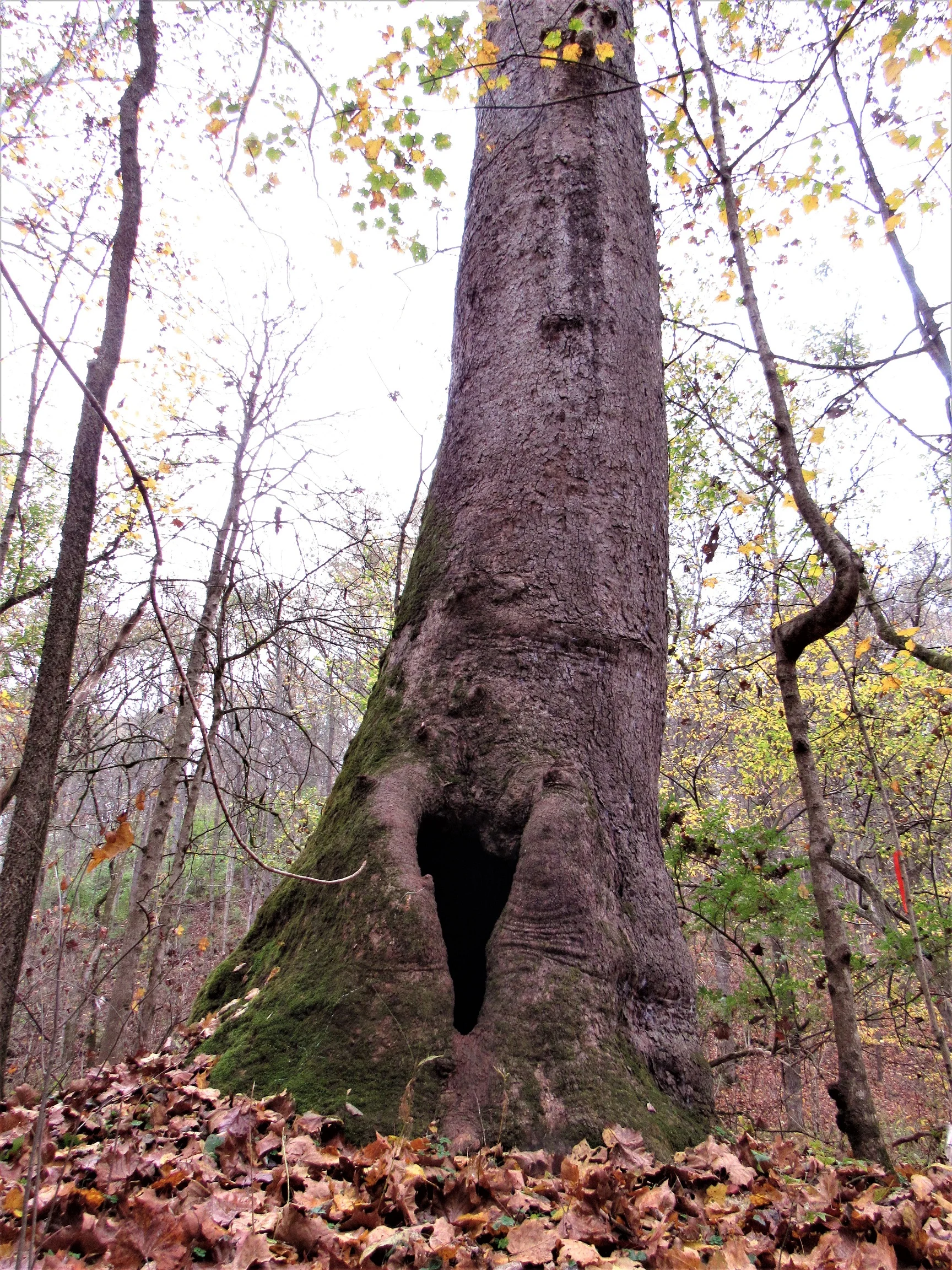 HIke at our nature preserve