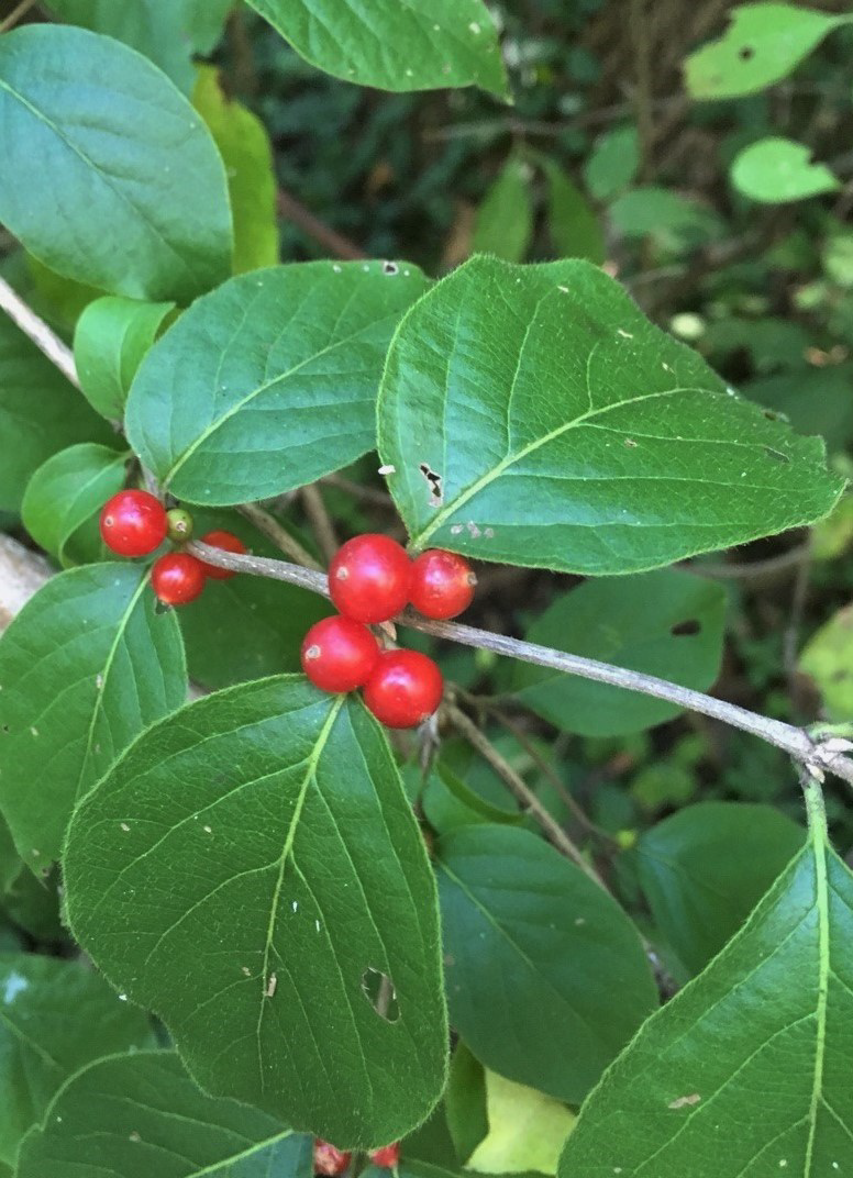 Help keep the forest healthy!