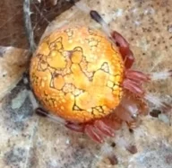 Conservation Committee