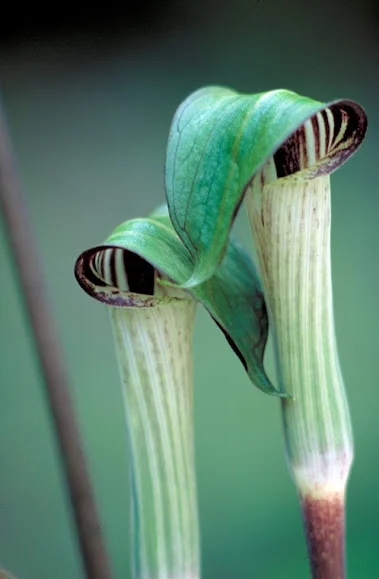 arisema.jpg