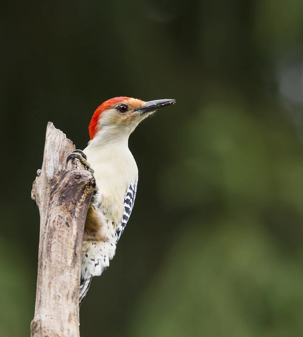 Conservation Committee Meets