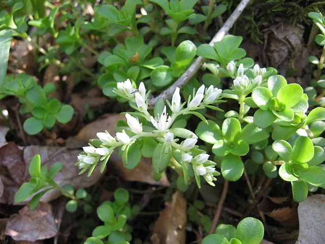 Sedum_ternatum.jpg