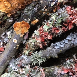 Woods and Waters Land Trust Board Meeting