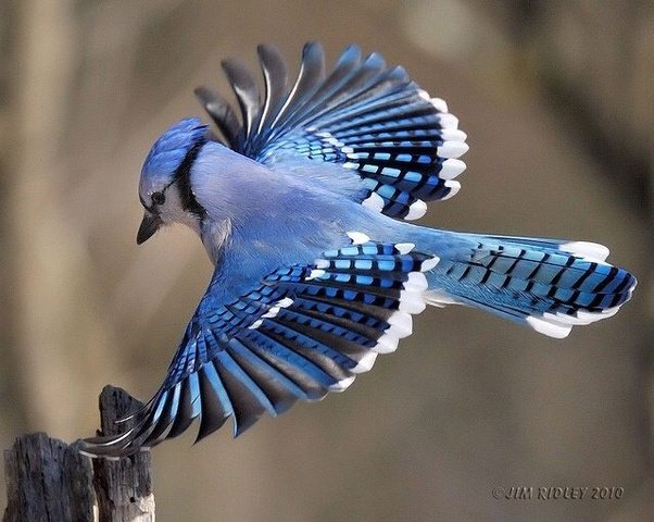 Blue Jays--Key to Forest Recovery — Woods & Waters Land Trust