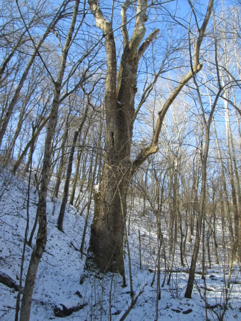 Restorative Forestry Field Day