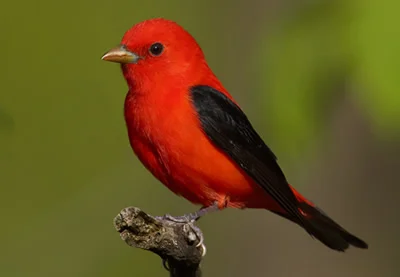 Save our Songbirds