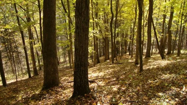 Conservation Committee Meets