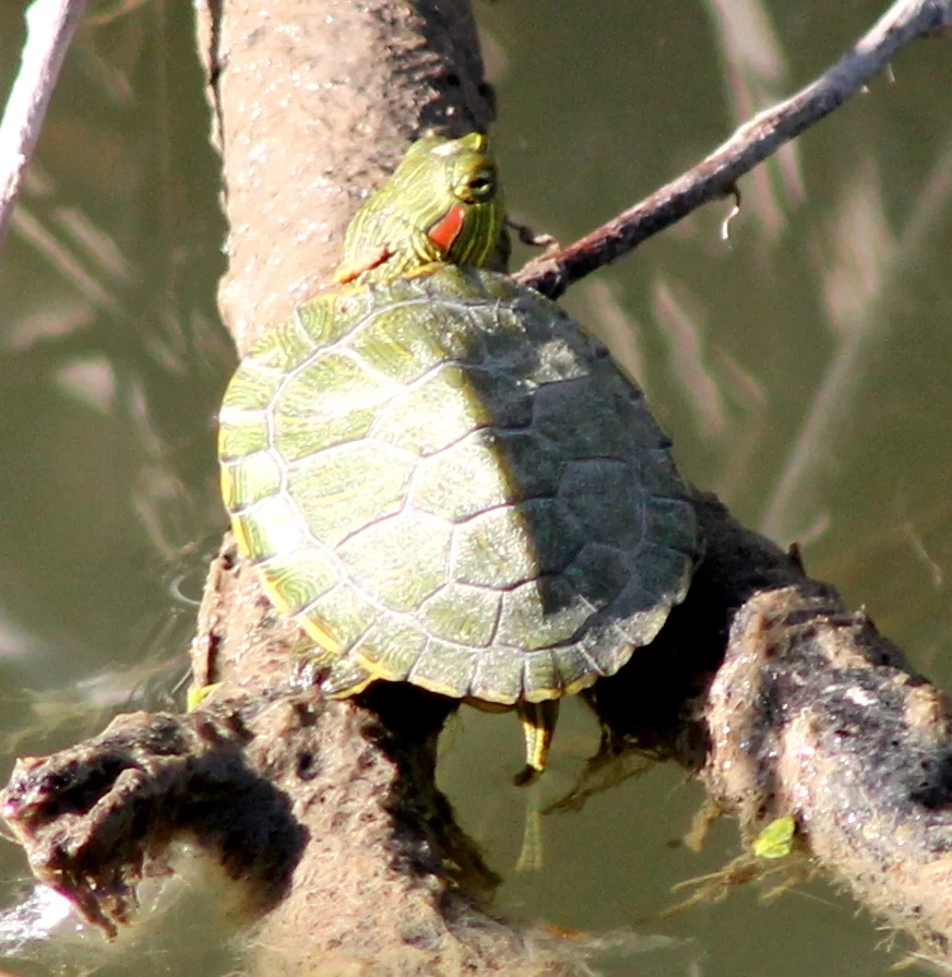 Farm Walk with WWLT--Pond Exploration at West 6th Farm