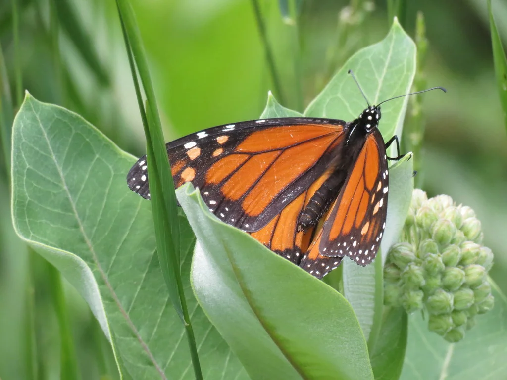 Farm Program with WWLT--Monarch Waystation Workshop at West 6th Farm