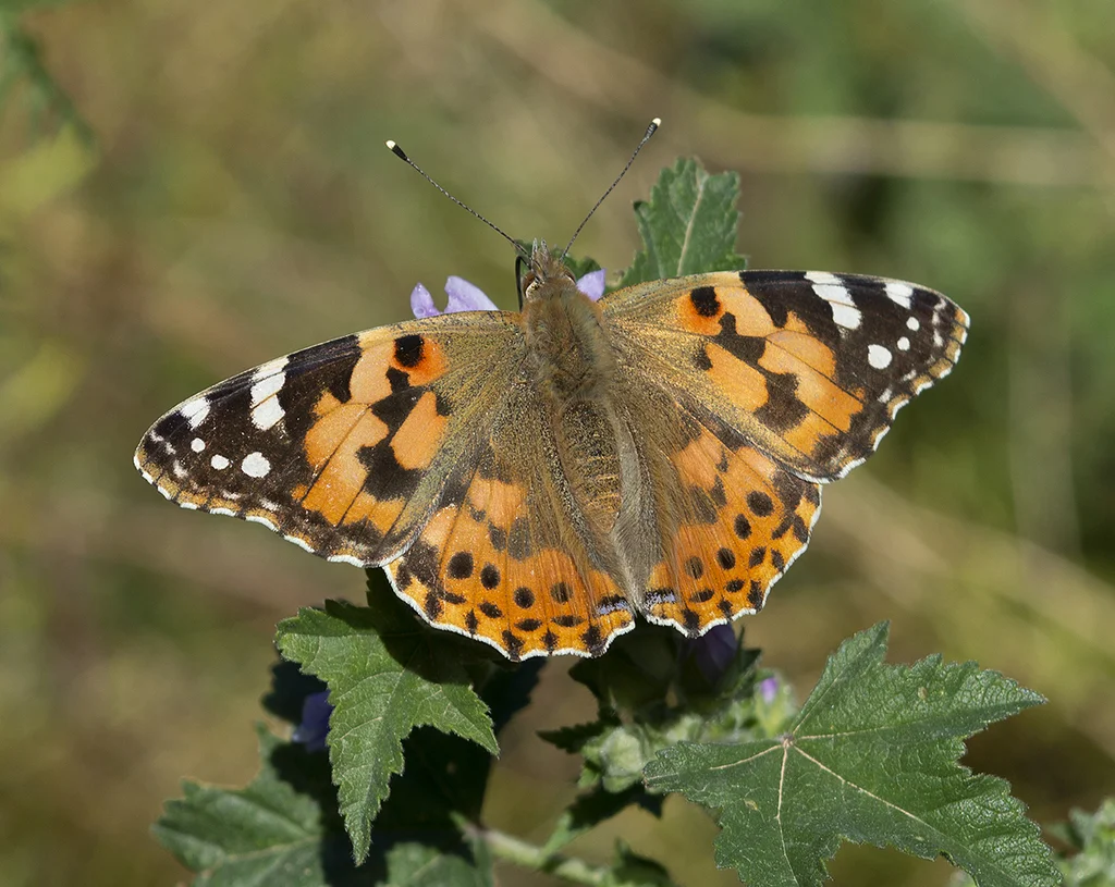 Conservation Committee Meets