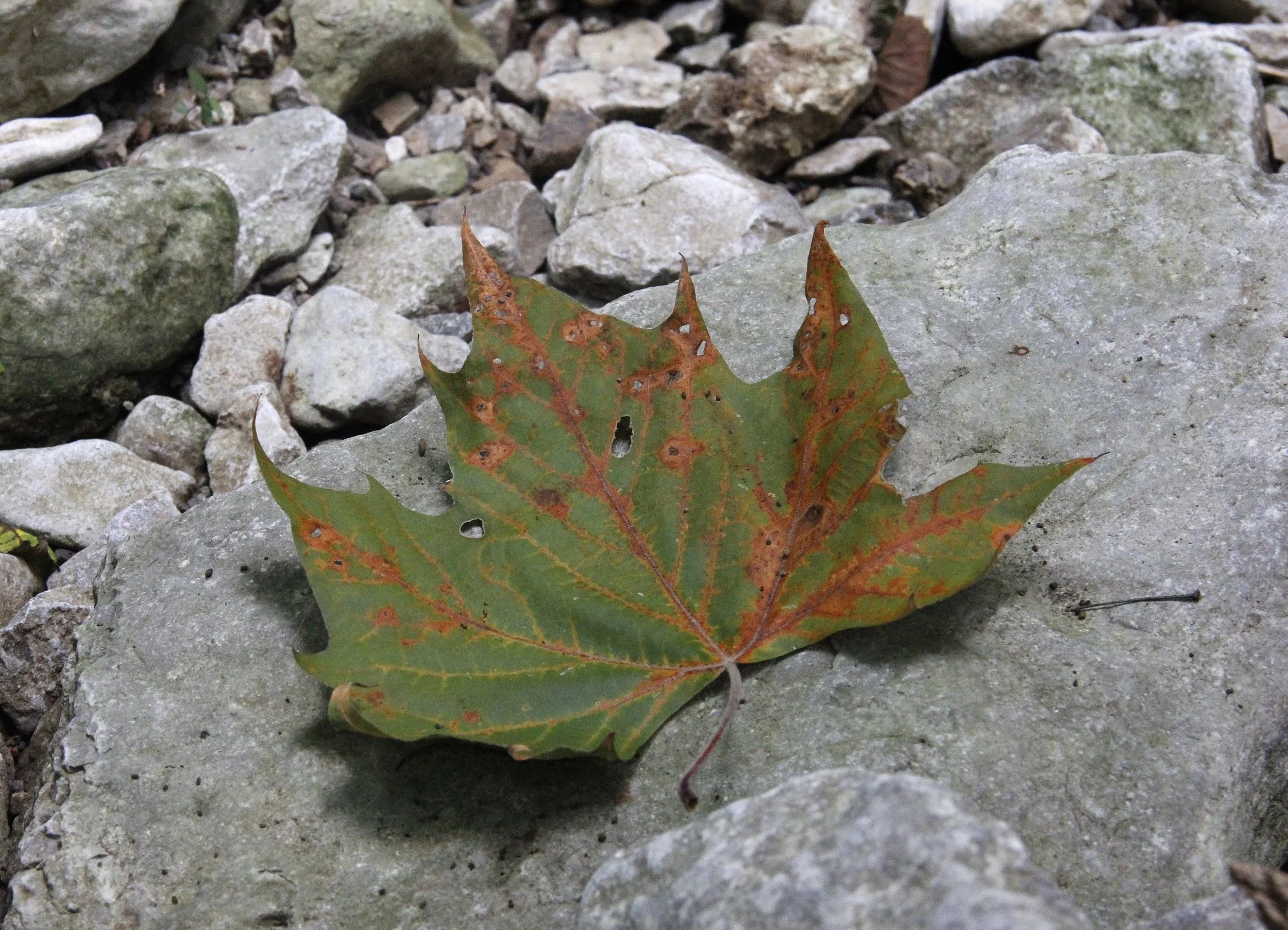 HIke at KSU Environmental Ed Center, Pleasureville