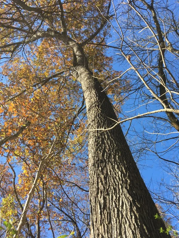 CANCELLED Invasives Removal at Nature Preserve CANCELLED (due to rain)