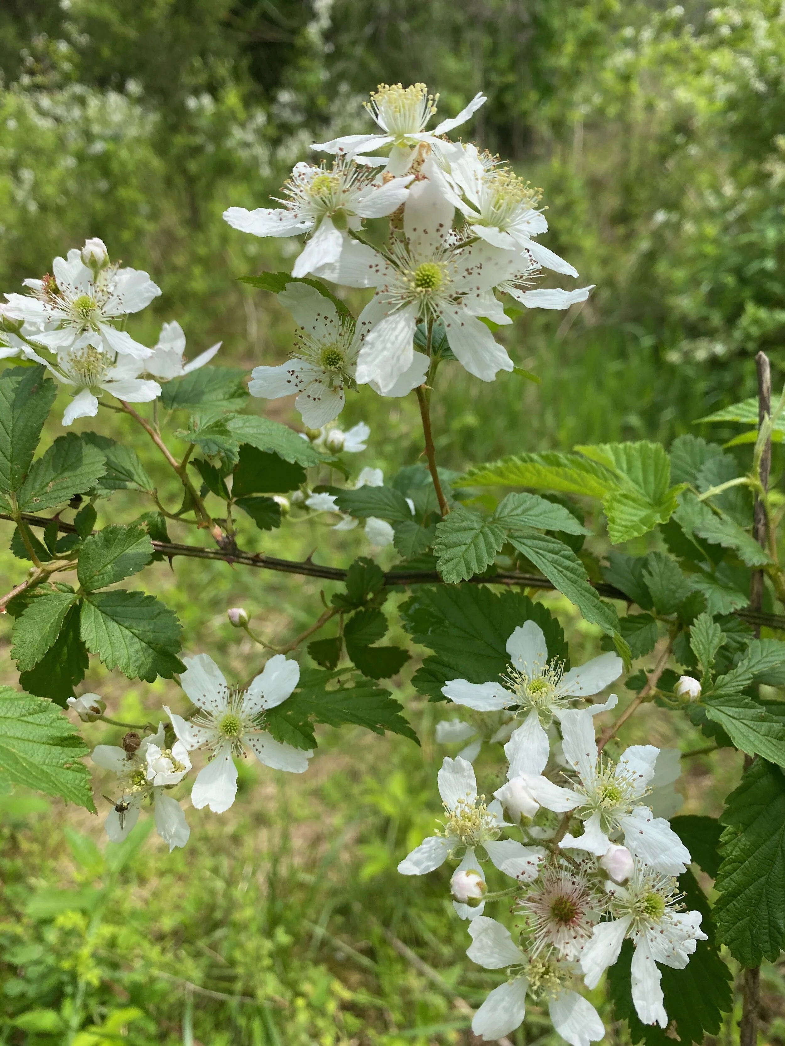 Conservation Committee Meets