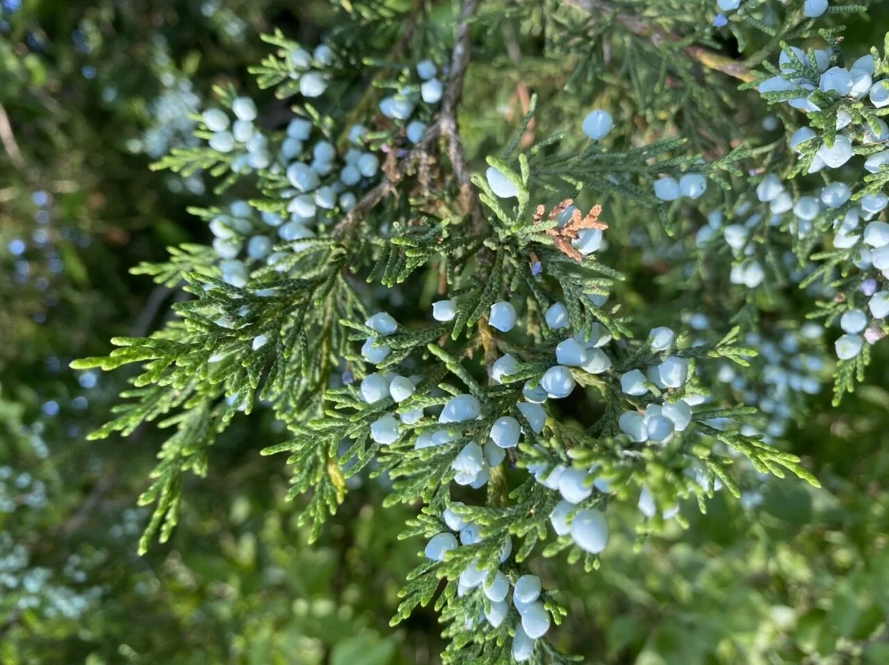 West 6th Farm Hiking Club