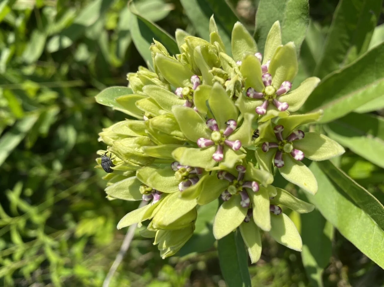 West 6th Farm Hiking Club