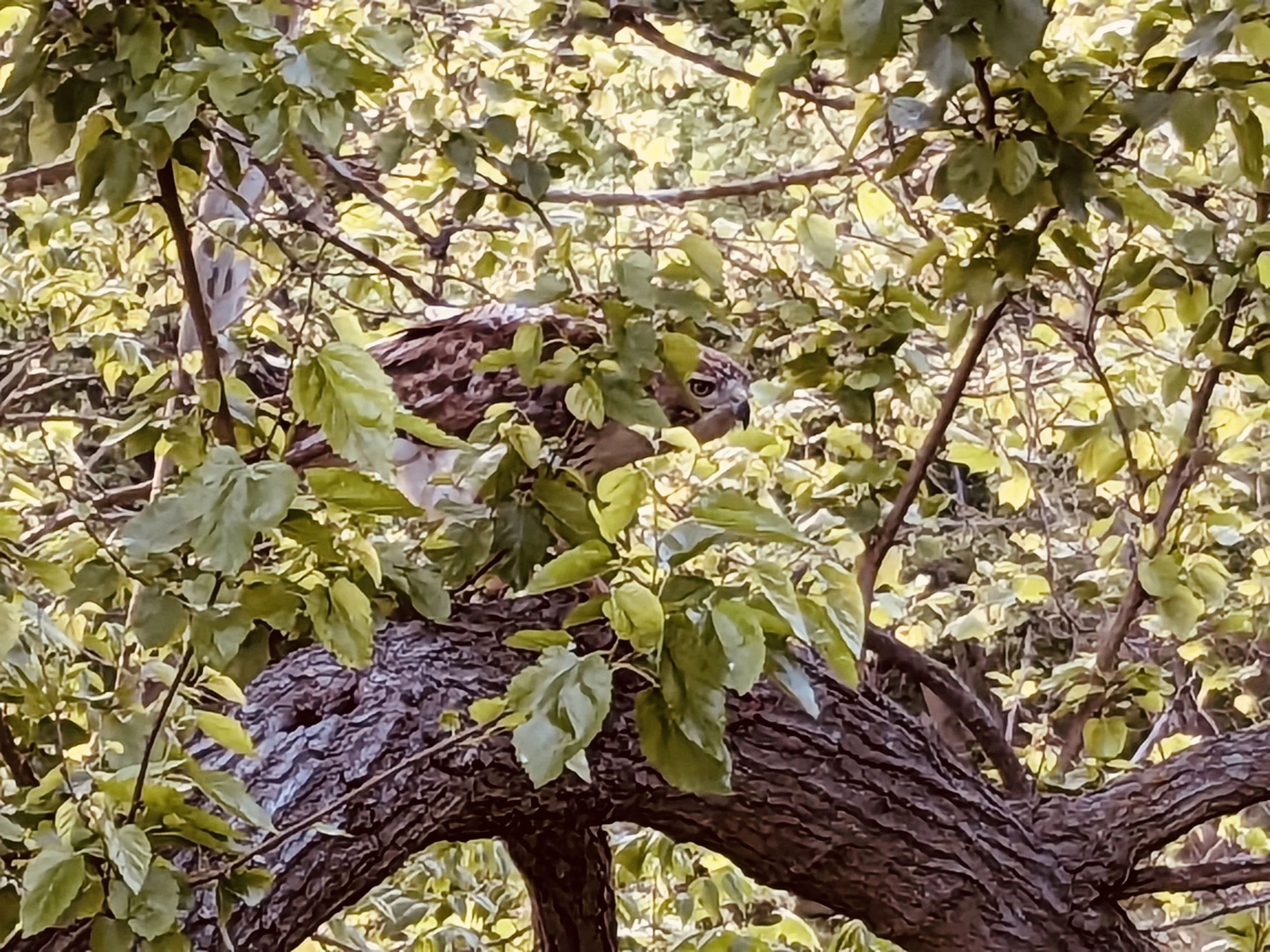 Frankfort's First City Nature Challenge