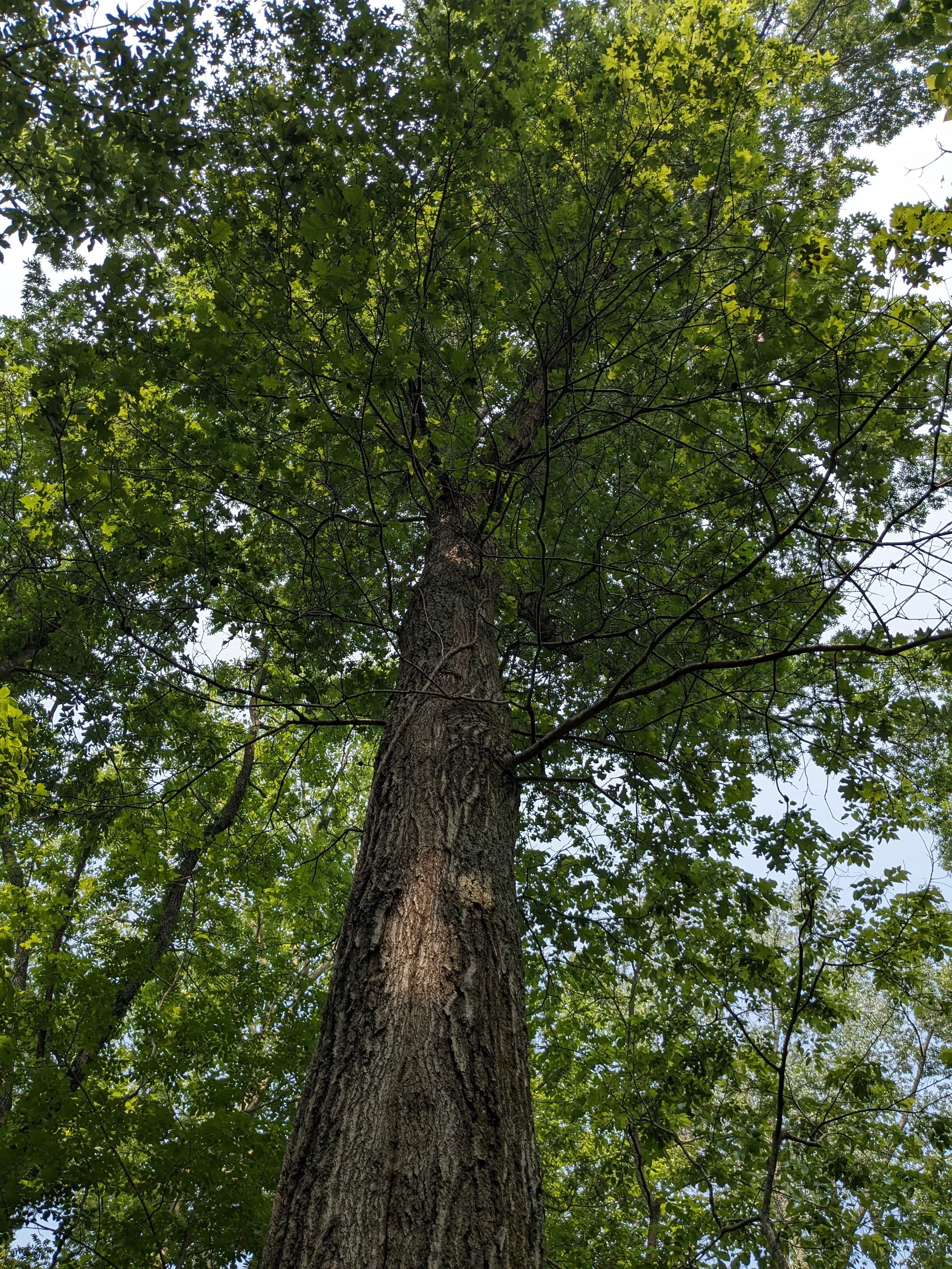 August Stewardship Day