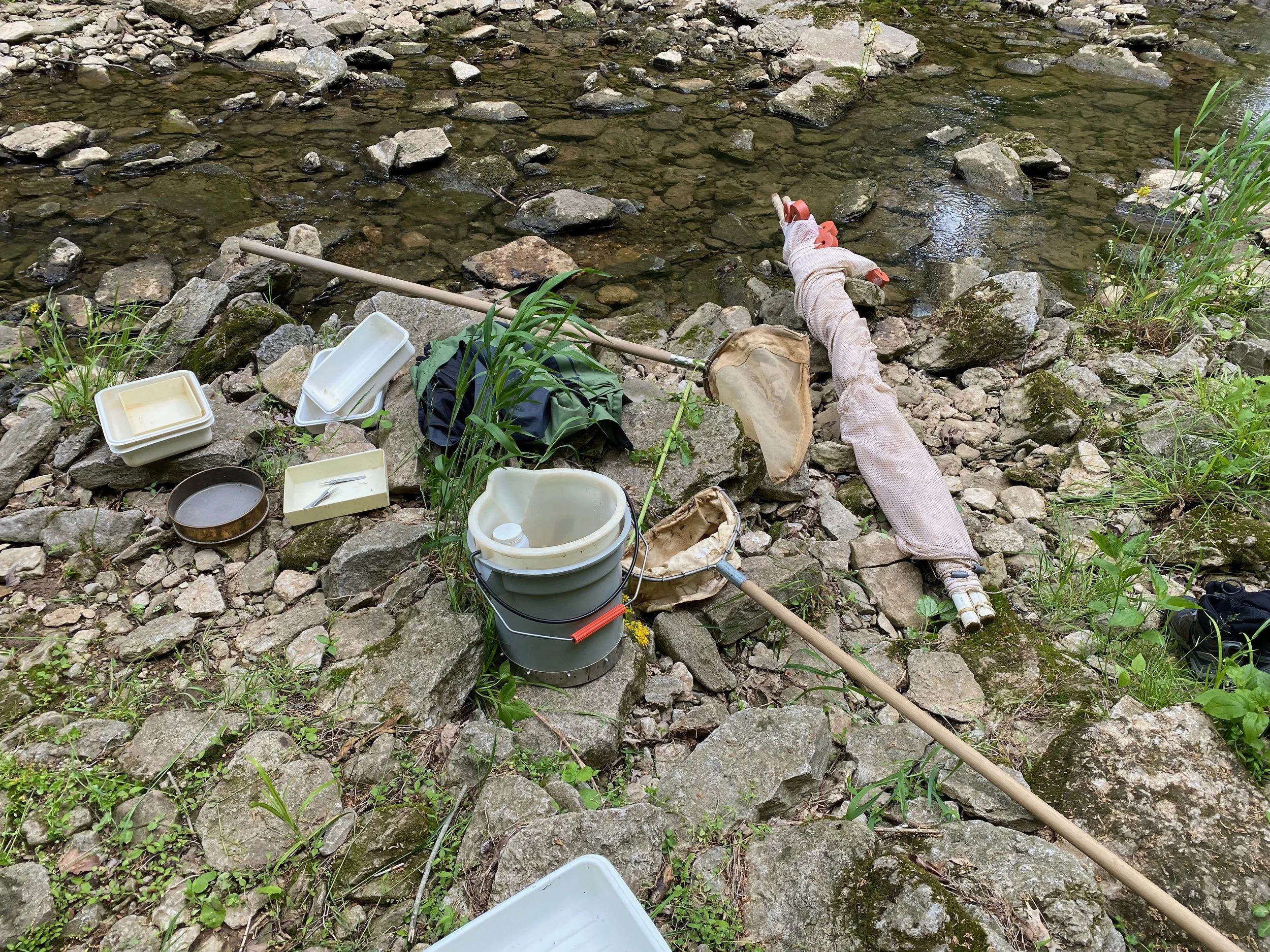 Bioblitz with Aquatic Biologists at Vaughn Branch Nature Preserve