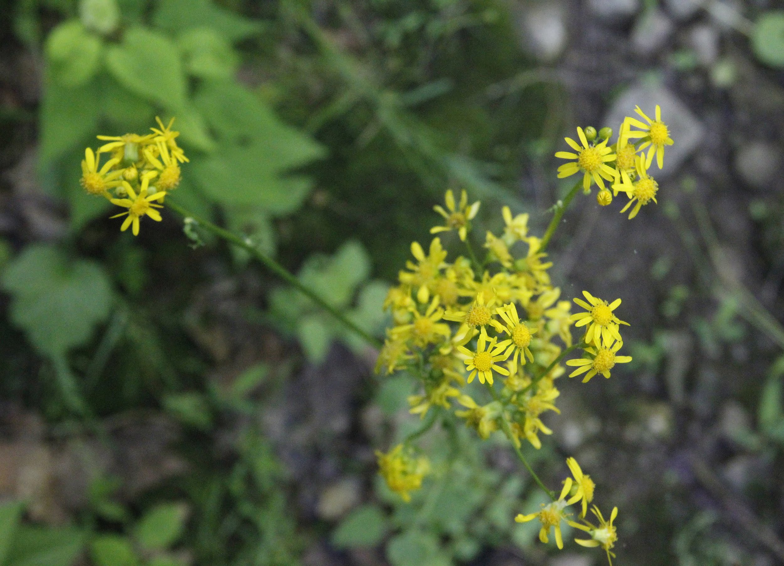 Spring Wildflower Walk at Vaughn Branch Nature Preserve