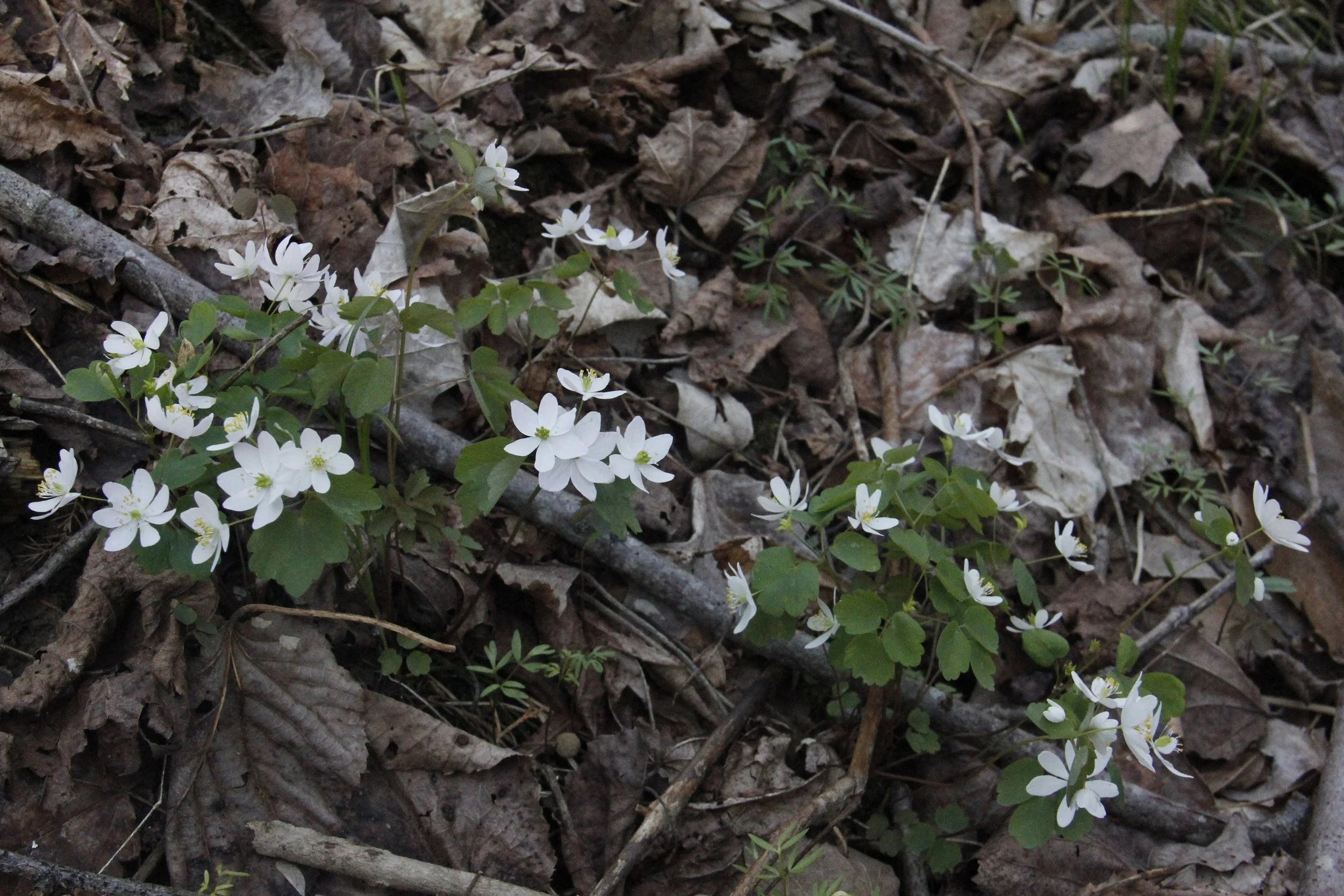 Spring Wildflower Walk at Vaughn Branch Nature Preserve