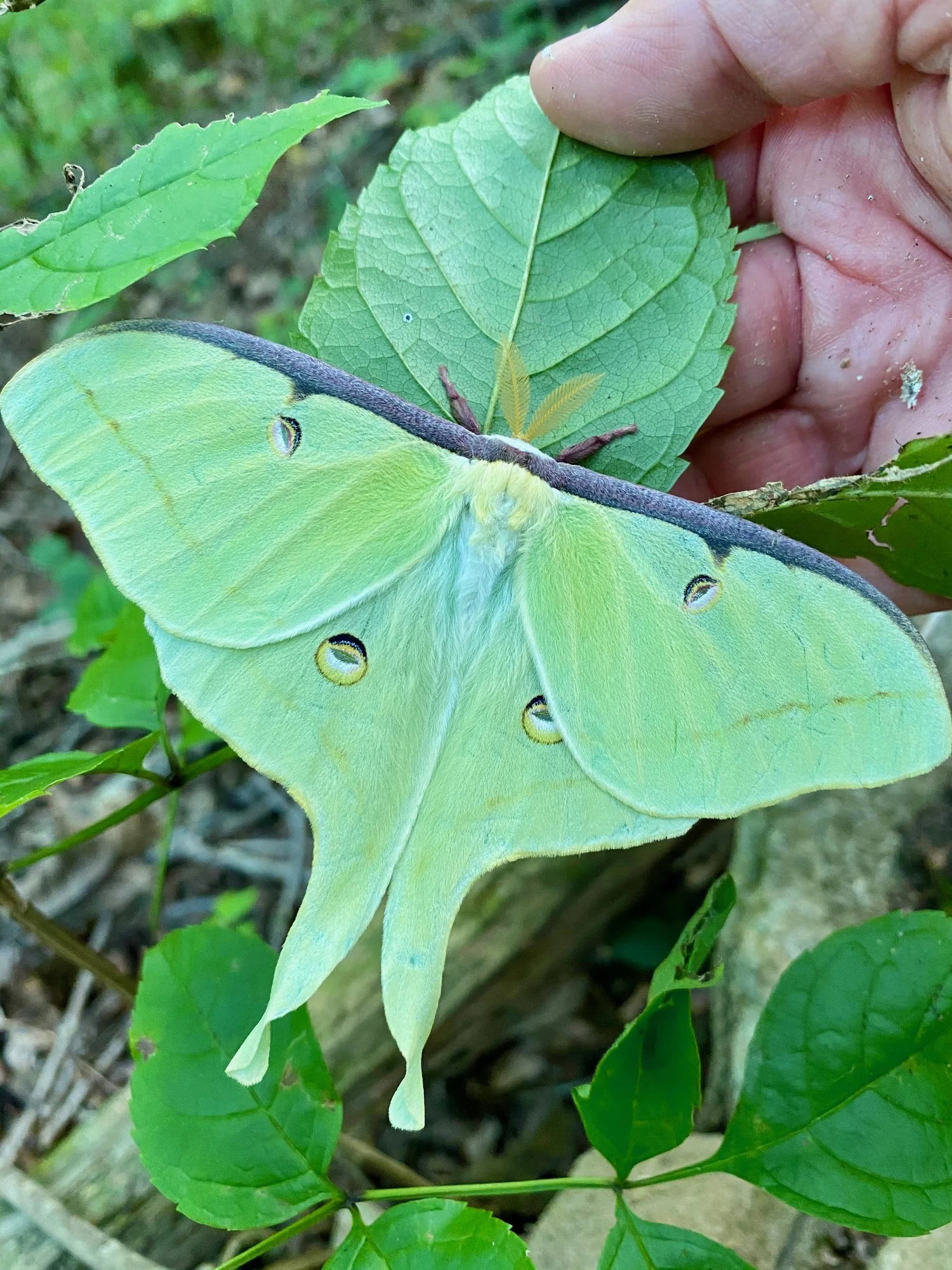 Pull Up & Paddle + Mothing at the Boathouse