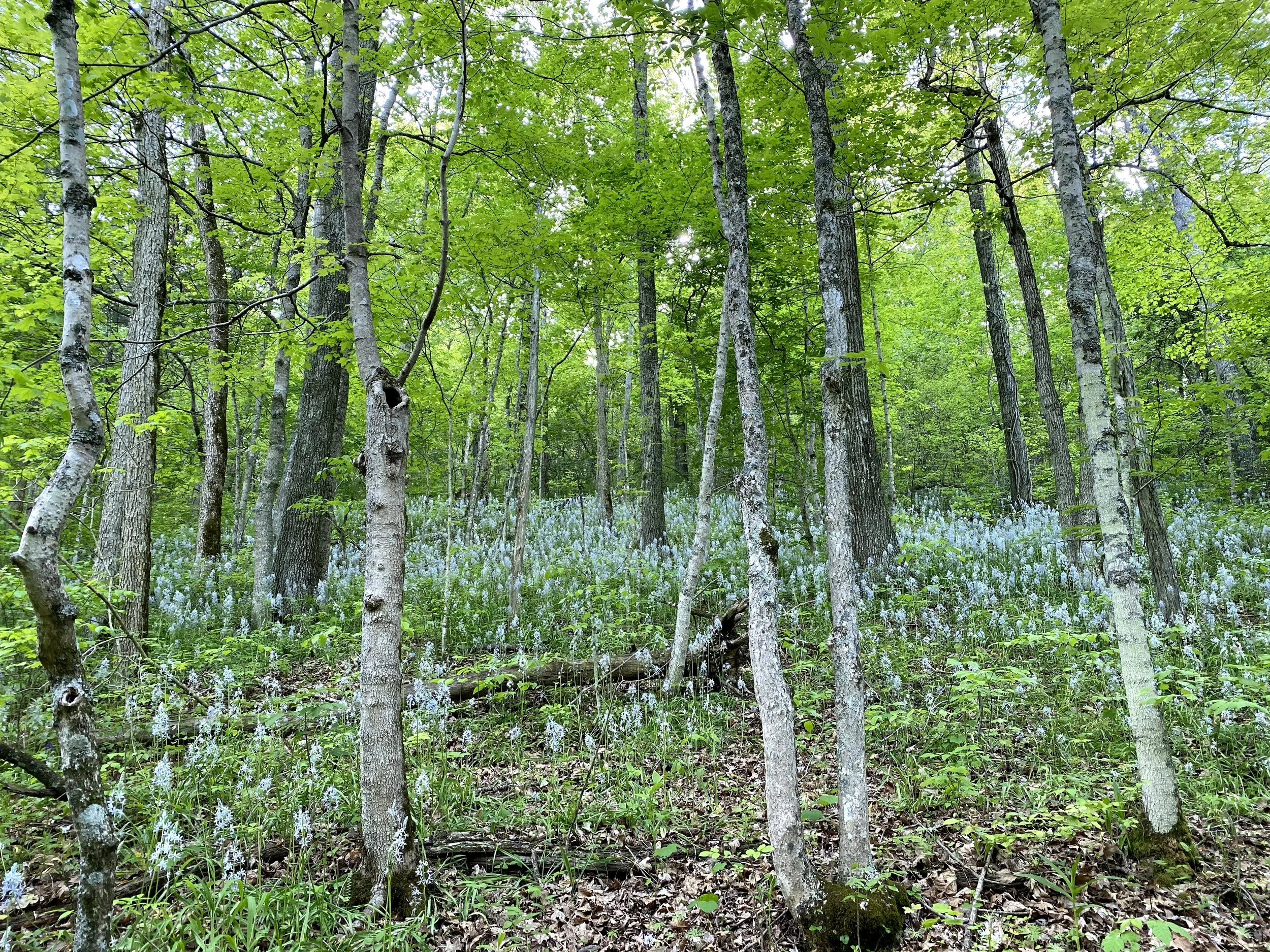 Winter Stewardship Days 