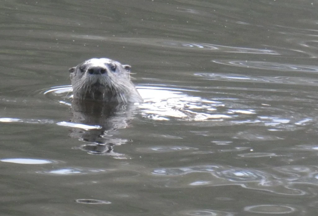 What River Otters Tell Us About the Health of Our Waters