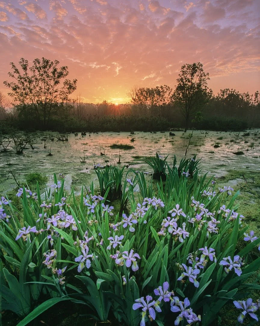 Bio Blitz at The Backbone Wetlands