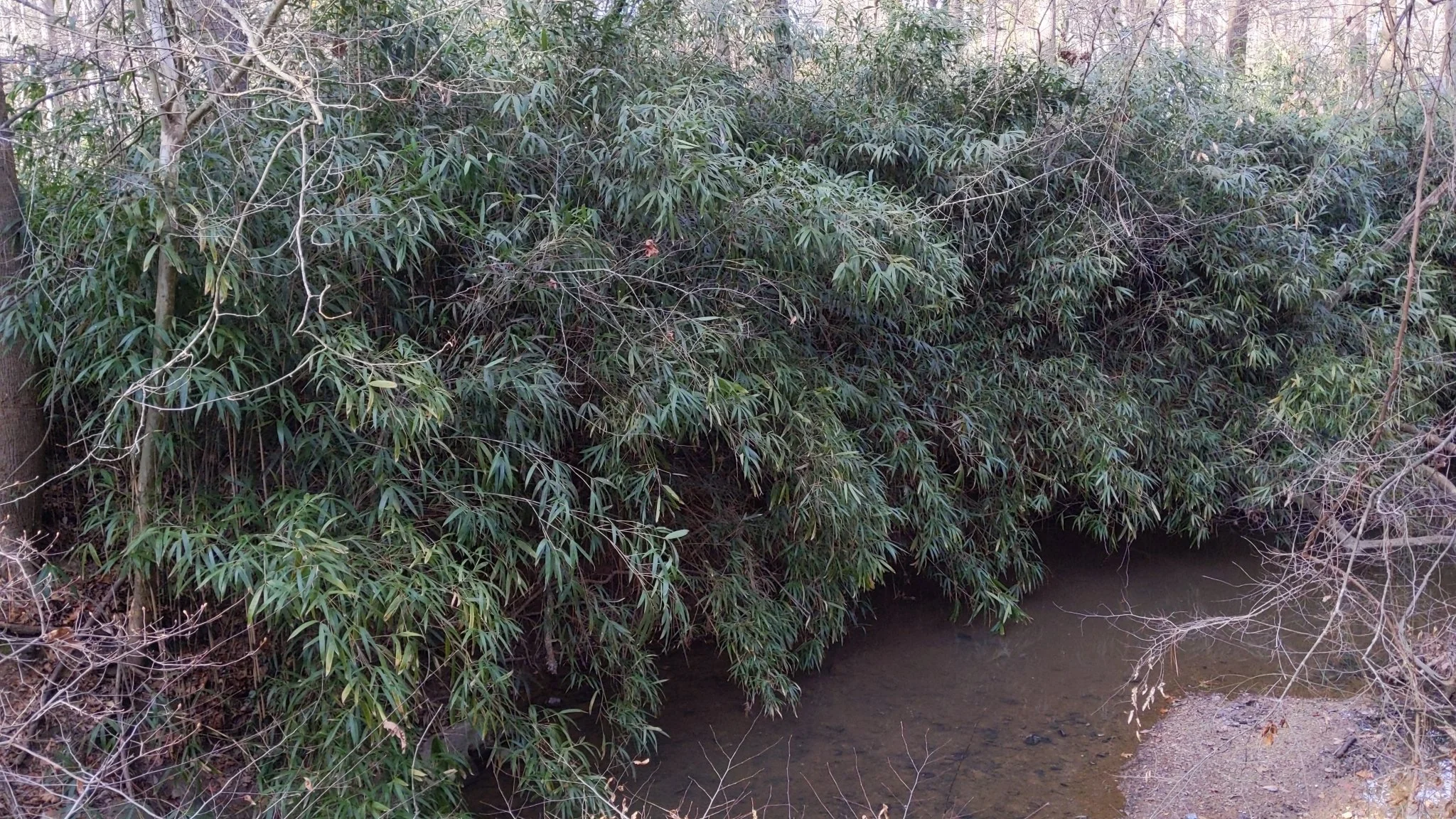 Kentucky’s Forgotten Native Bamboo