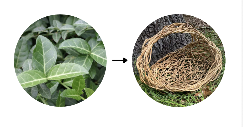 Alchemizing Invasives-Free-Style Basket Workshop