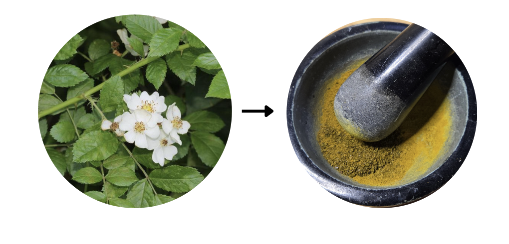 Alchemizing Invasives- Pigment Workshop