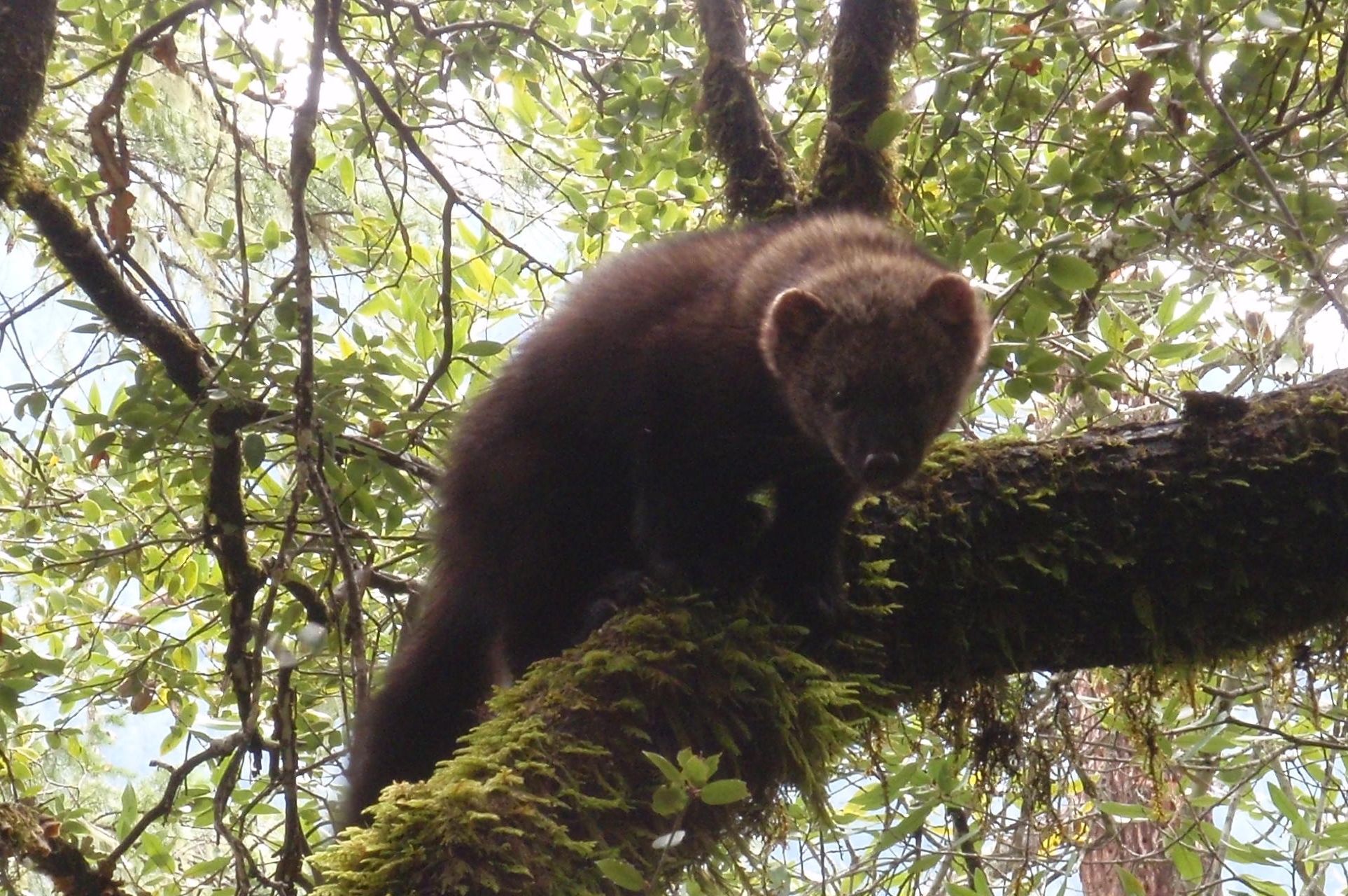 Resilient Biodiverse Ecosystems