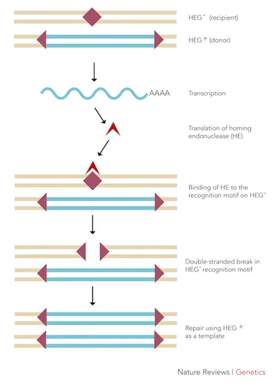 Figure 1: The mechanism by which homing endonucleases function.