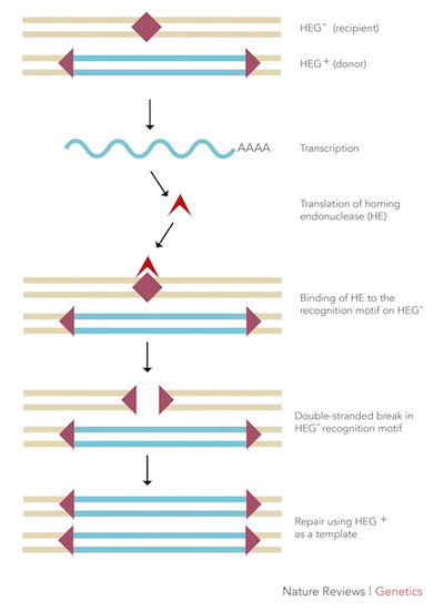 Figure 1: The mechanism by which homing endonucleases function.