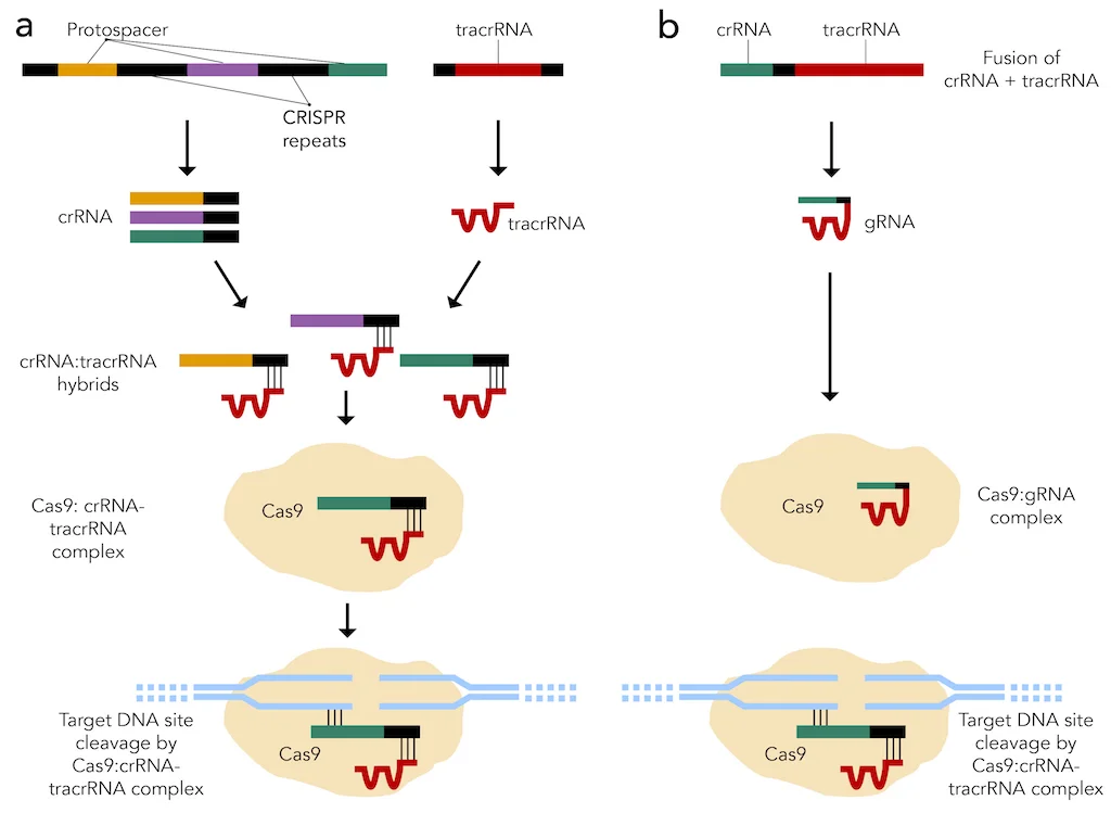 Figure 2: CRISPR-Cas9 systems that are (a) present in nature and (b) created synthetically.