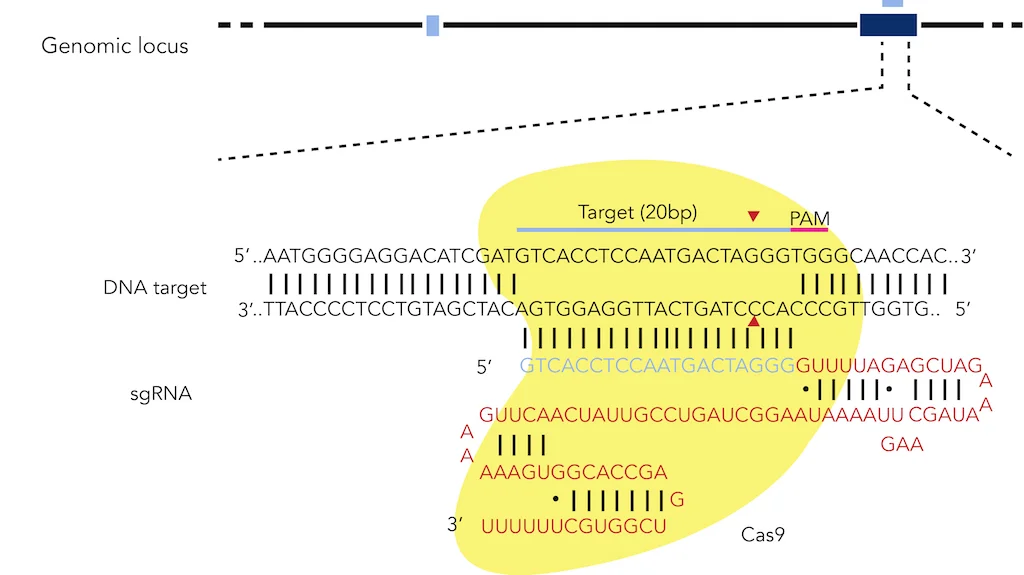 Figure 3: CRISPR targeting of the human EXM1 locus with the Cas9 endonuclease from S. pyogenes.