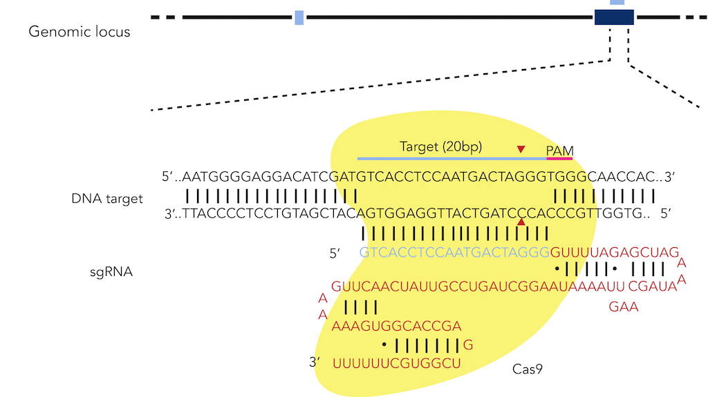 Figure 3: CRISPR targeting of the human EXM1 locus with the Cas9 endonuclease from S. pyogenes .