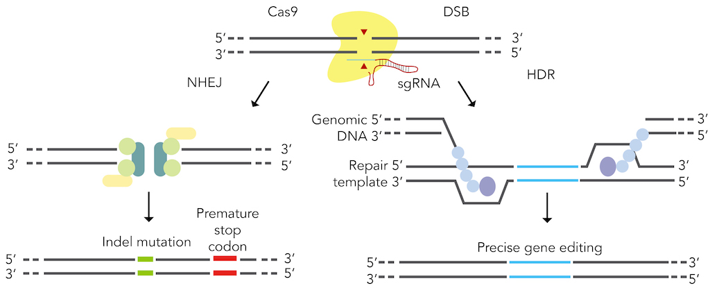 Figure 4: Genome editing through using canonical DSB repair pathways.