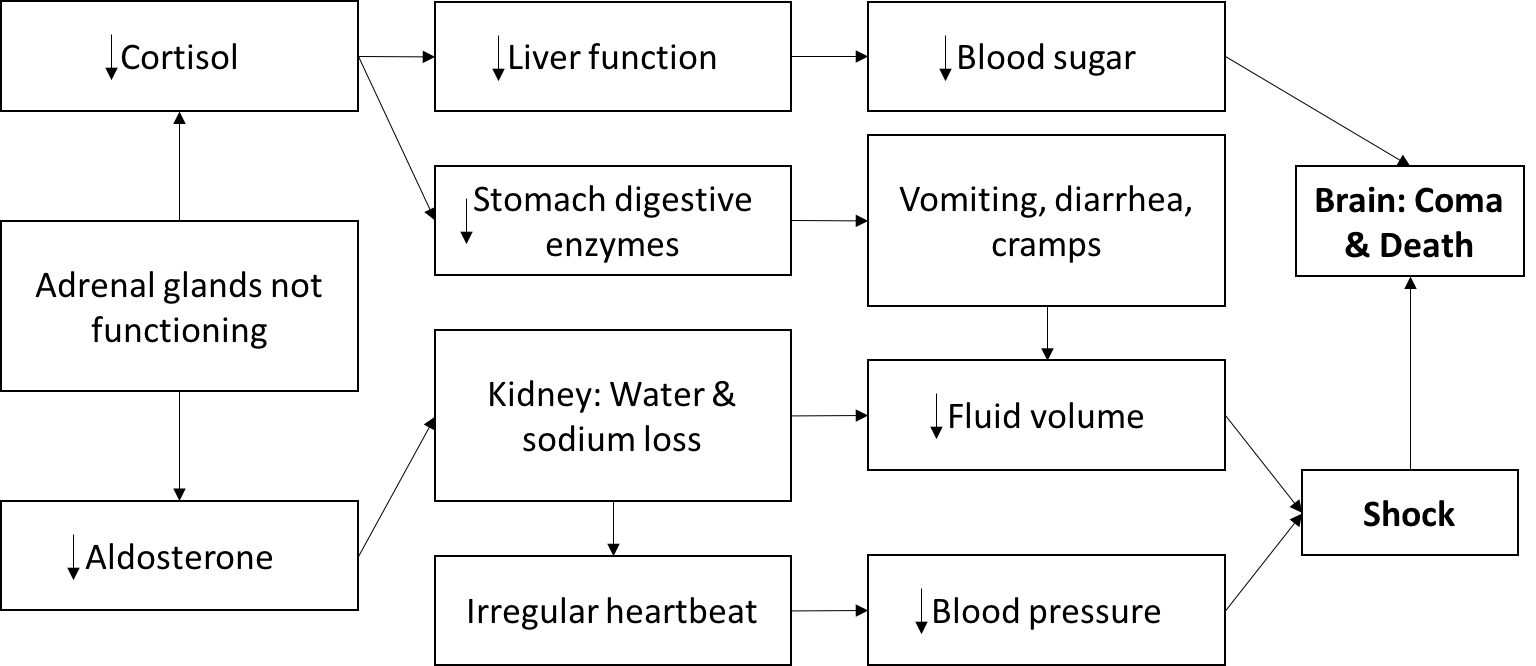 Figure 1: The Addison Crisis Pathway.