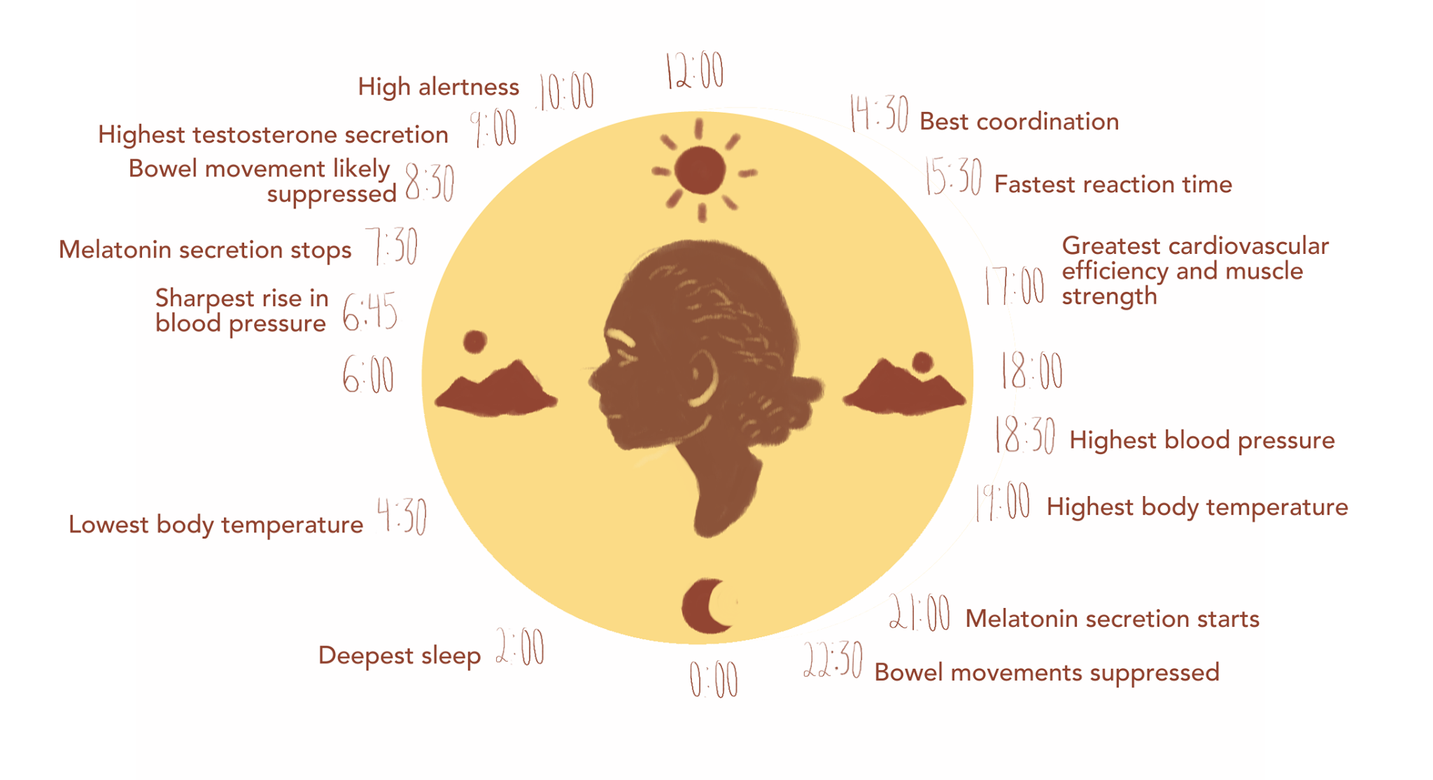 Figure 1: The body naturally follows the 24-hour clock due to the circadian rhythm stimulated by changes in light.