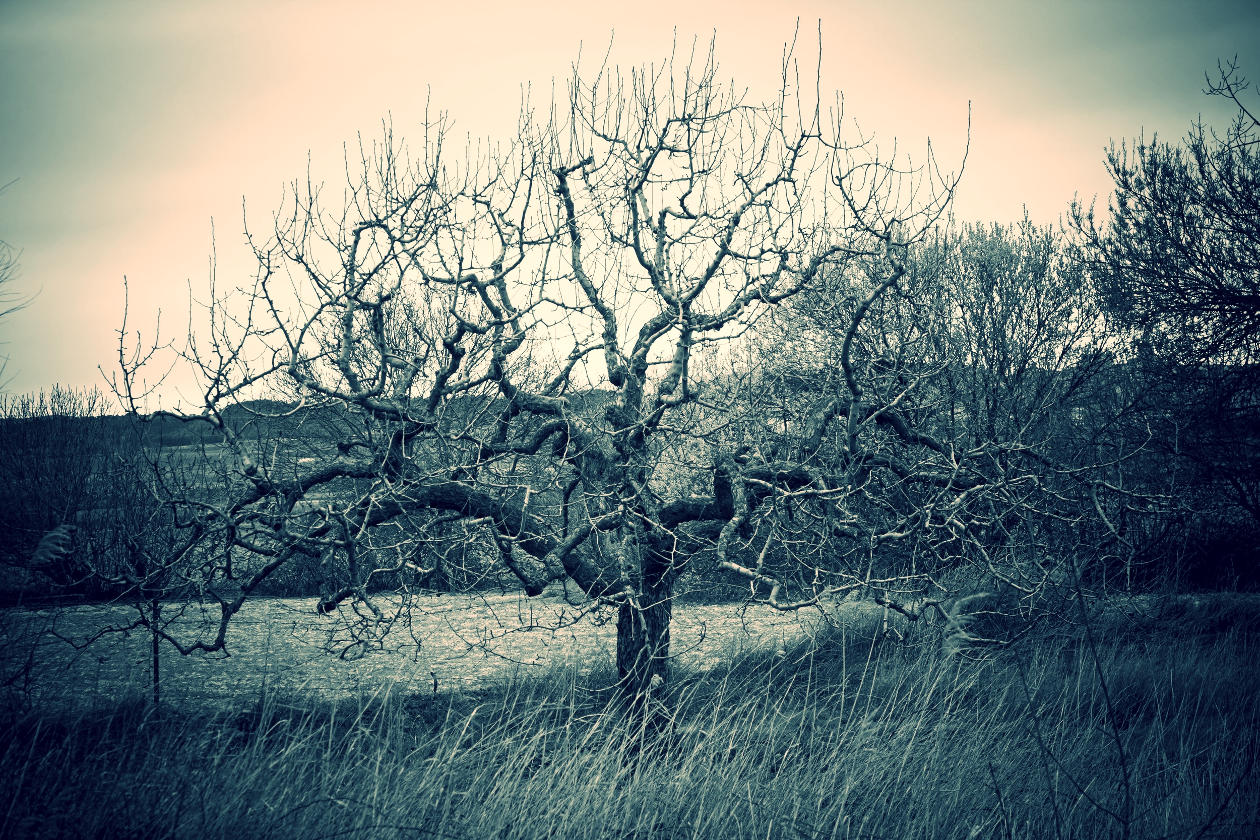 Dead Tree.jpeg