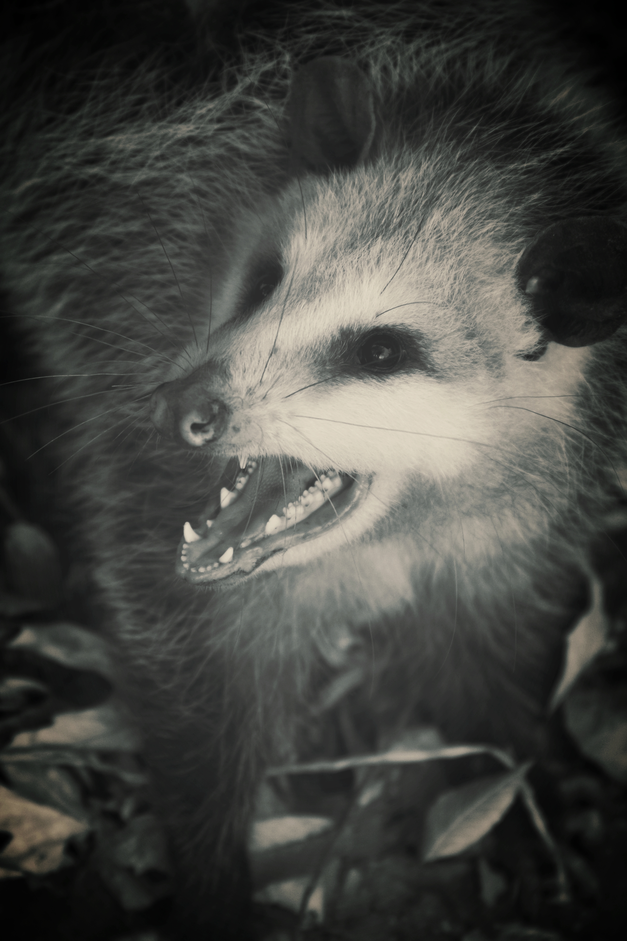 possum.jpeg