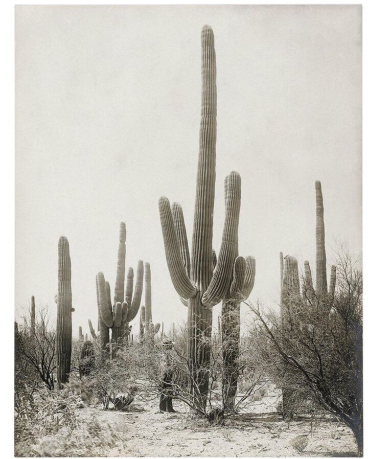 Saguaro cacti live for hundreds and hundreds of years. Saguara scents may not last as long, but they are just as magical. ⠀⠀⠀⠀⠀⠀⠀⠀⠀
⠀⠀⠀⠀⠀⠀⠀⠀⠀
tuscon 1900