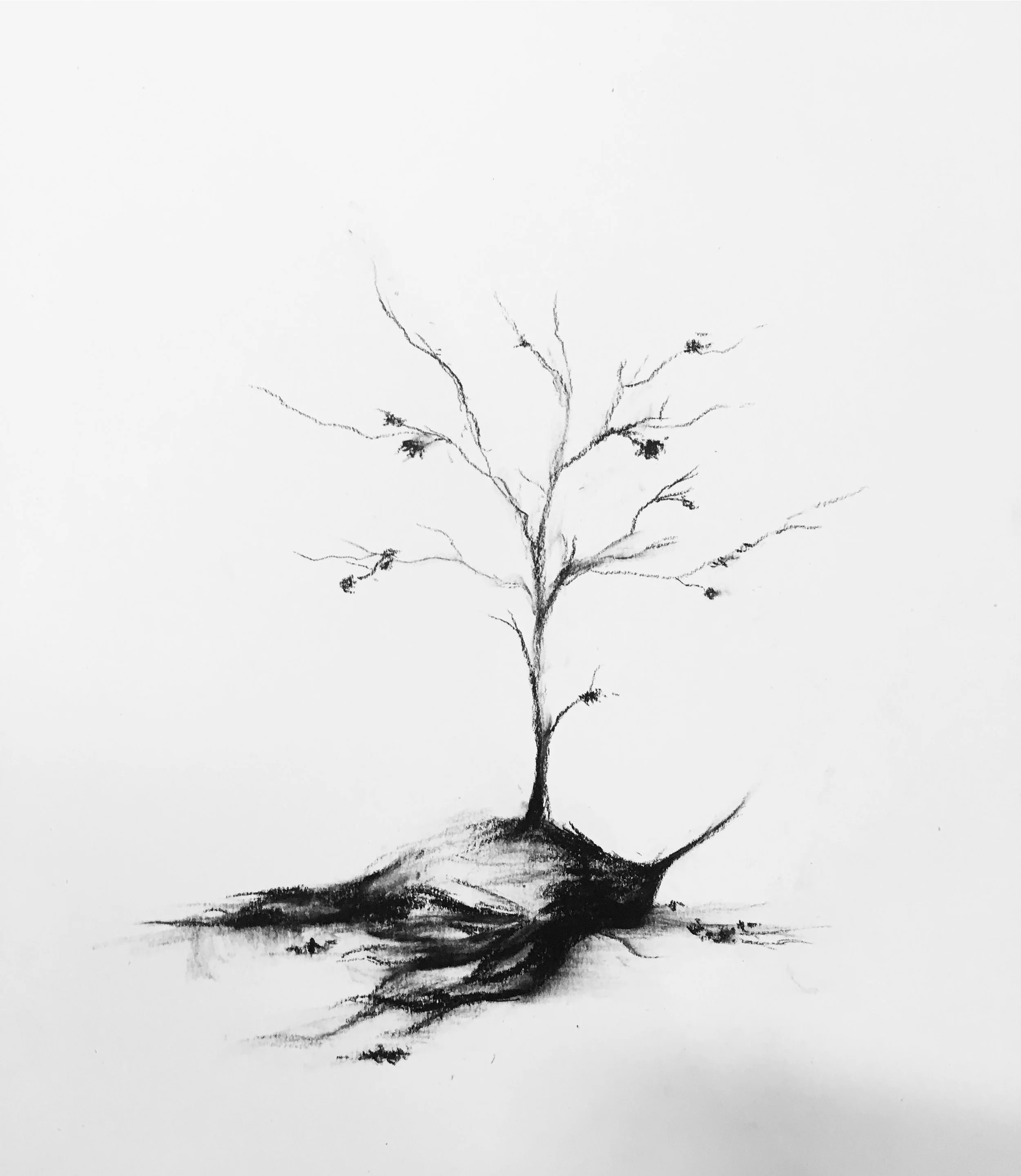 rachel-gardner-charcoal-Rebirth.JPG