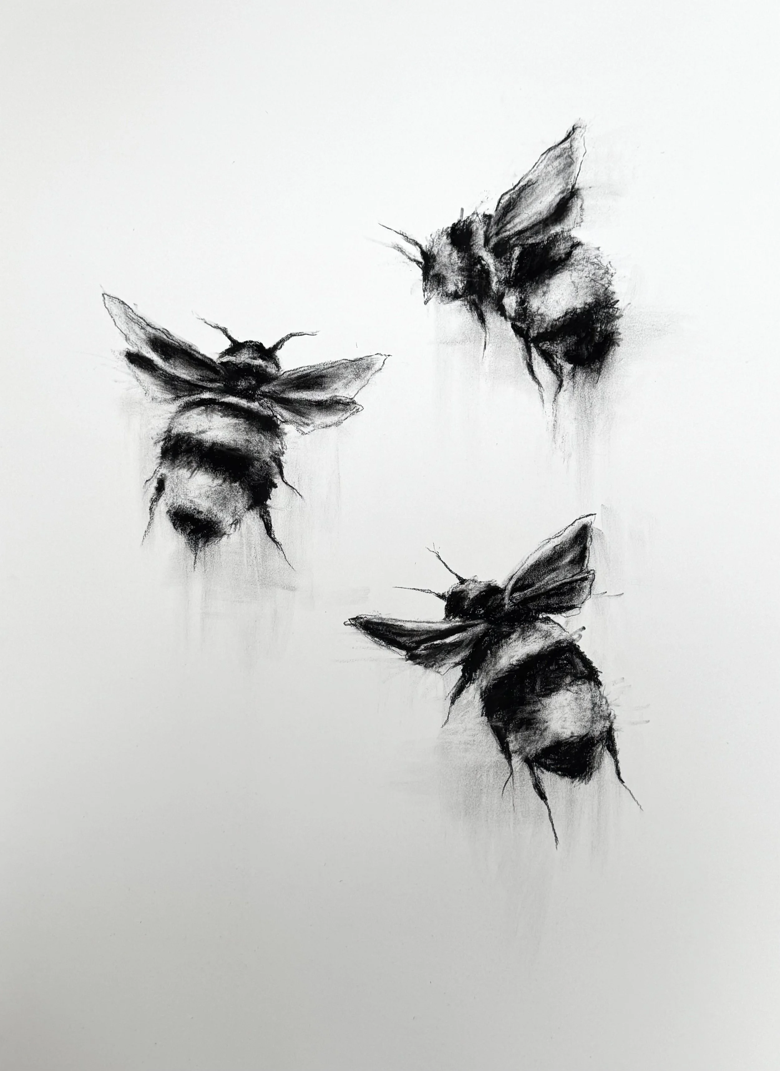 Rachel_Gardner_CharcoalDrawing_ThreeHoneyBees.jpg