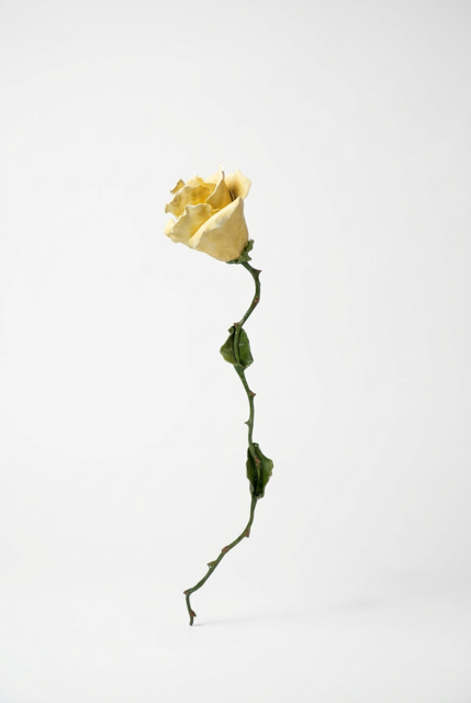 Yellow rose.PNG